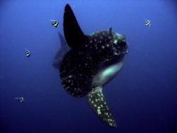 A pair of Mola Molas at a cleaning station. by Alex Lim 